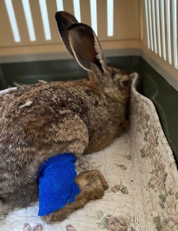 Cape hare with injuries from being run over by a car. Photo: Rona Nadler, KKL
